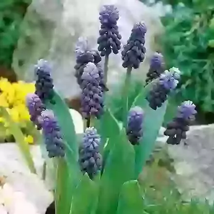Latifolium